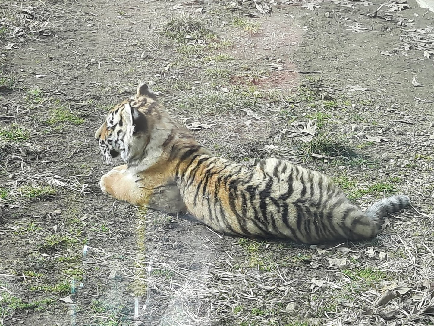 Amur Tiger Cub Close Up