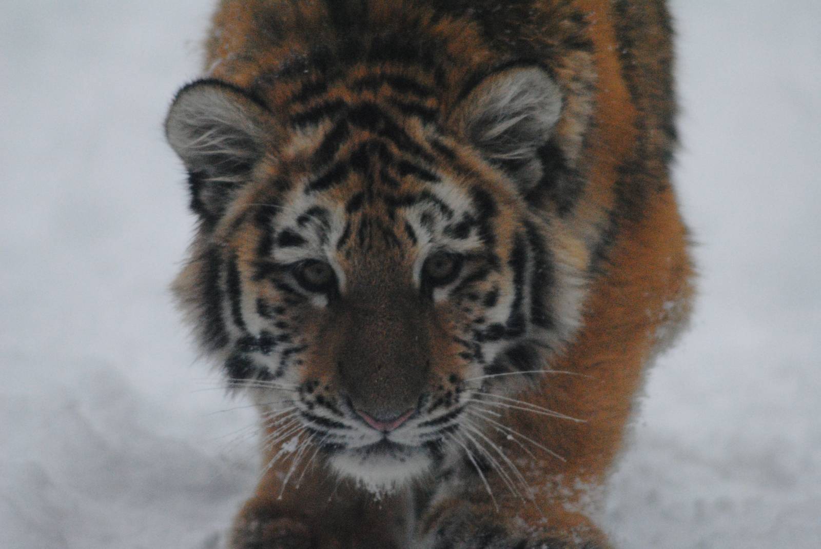 Amur tiger cub in the snow