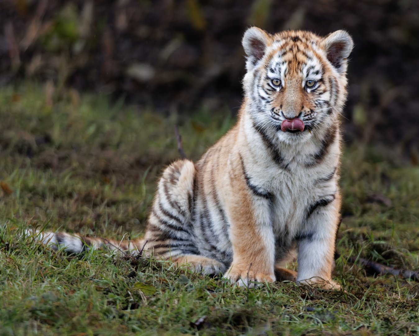 Amur Tiger cub (Luka) / Banham / 17-1-2022