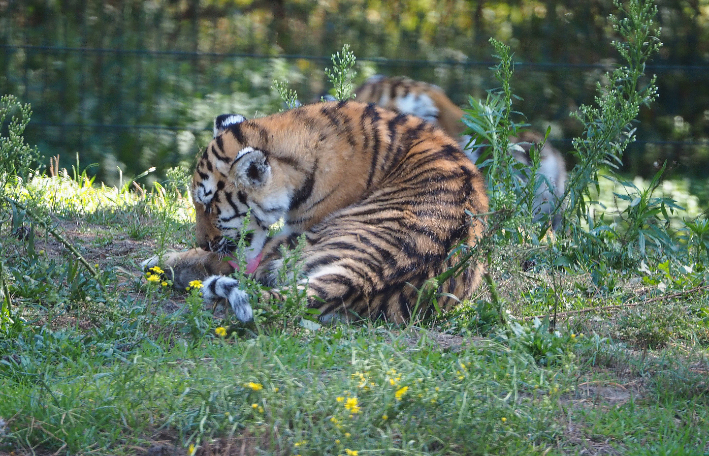Amur tiger cub (Panthera tigris altaica), 2019-09-15