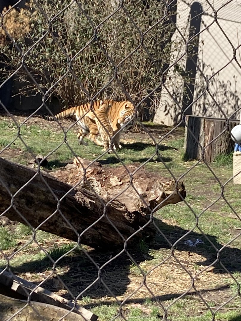 Amur Tiger Cub playing with Mom