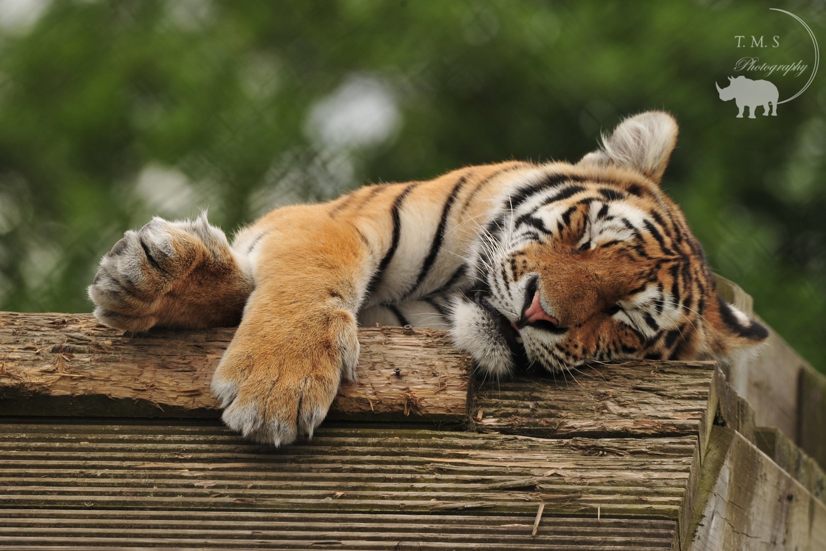 Amur Tiger Cub sleeping