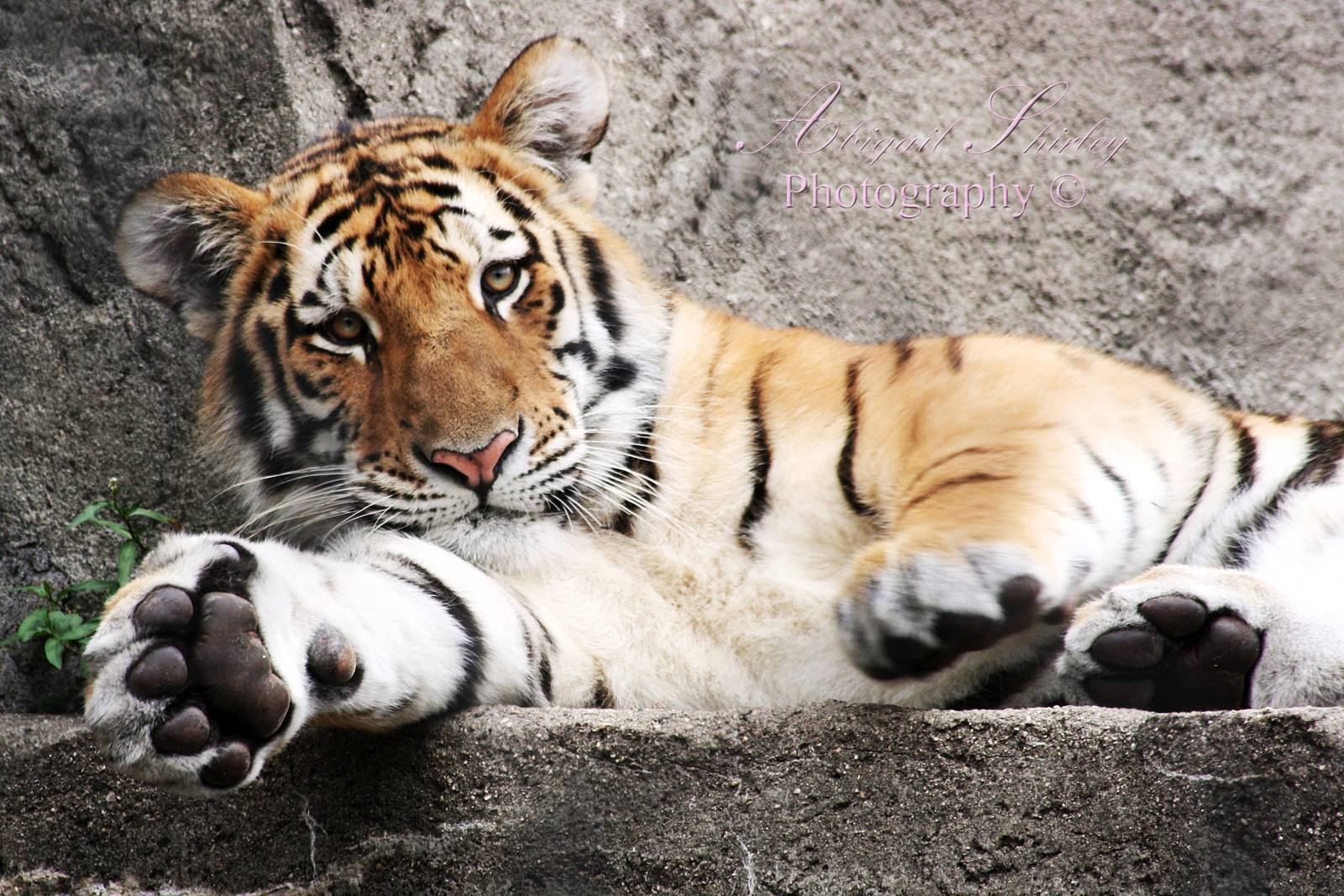 Amur tiger cub