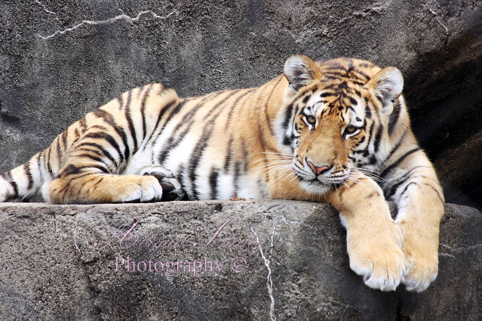 Amur tiger cub
