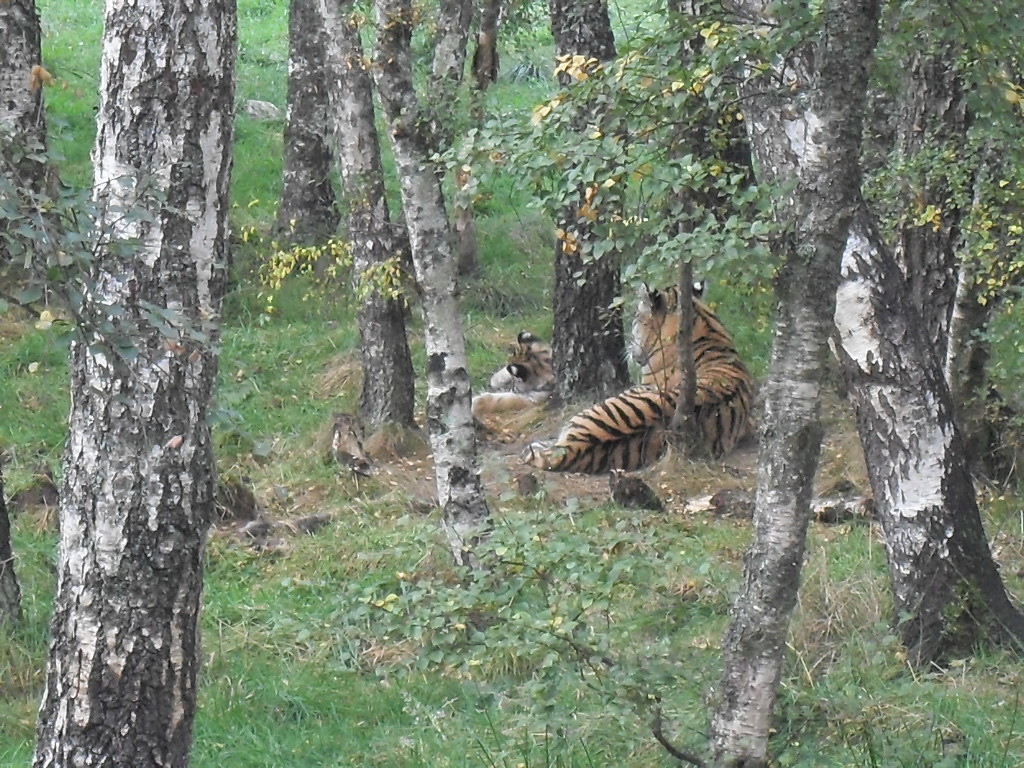 Amur tiger & cub