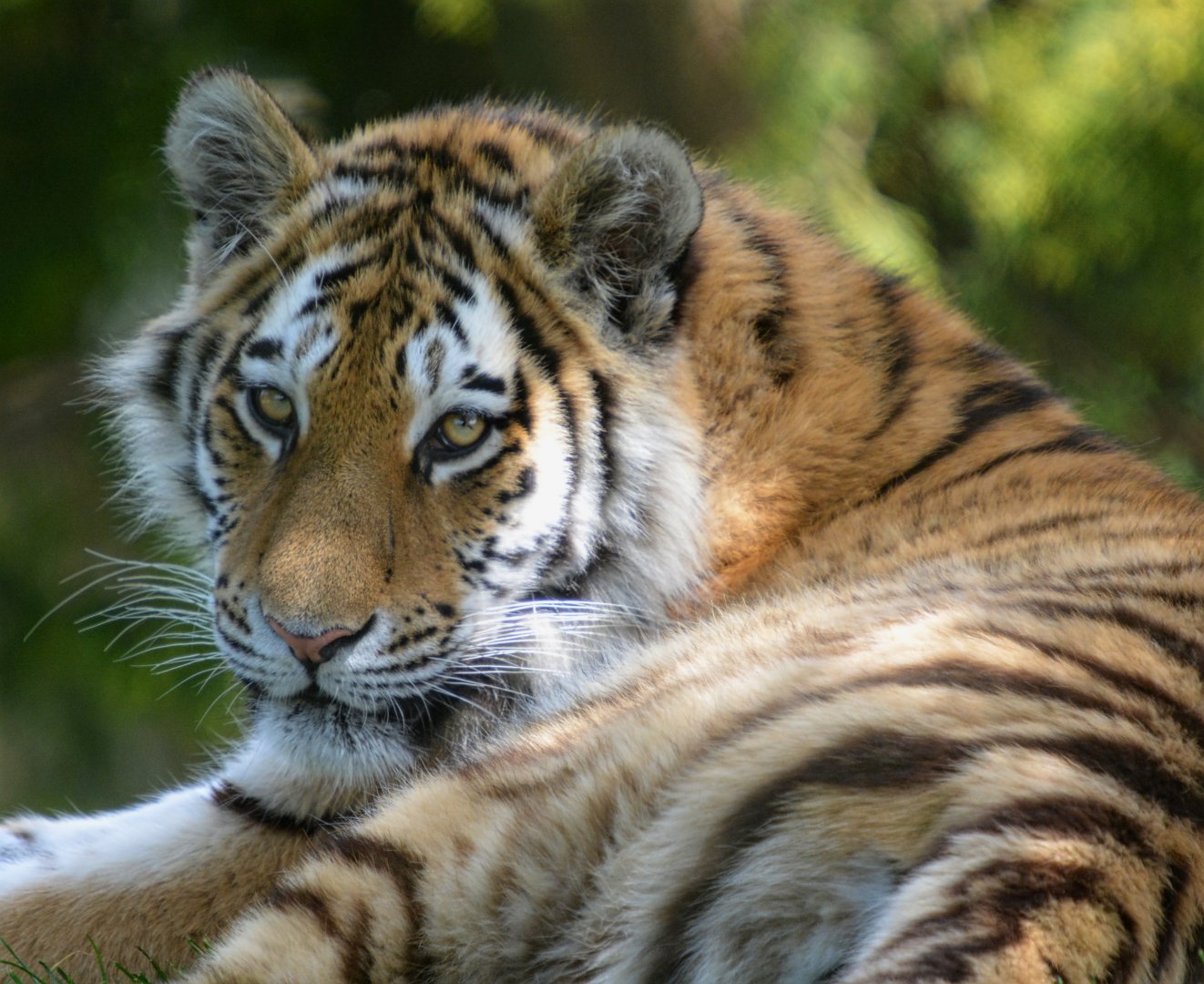 Amur Tiger Cub