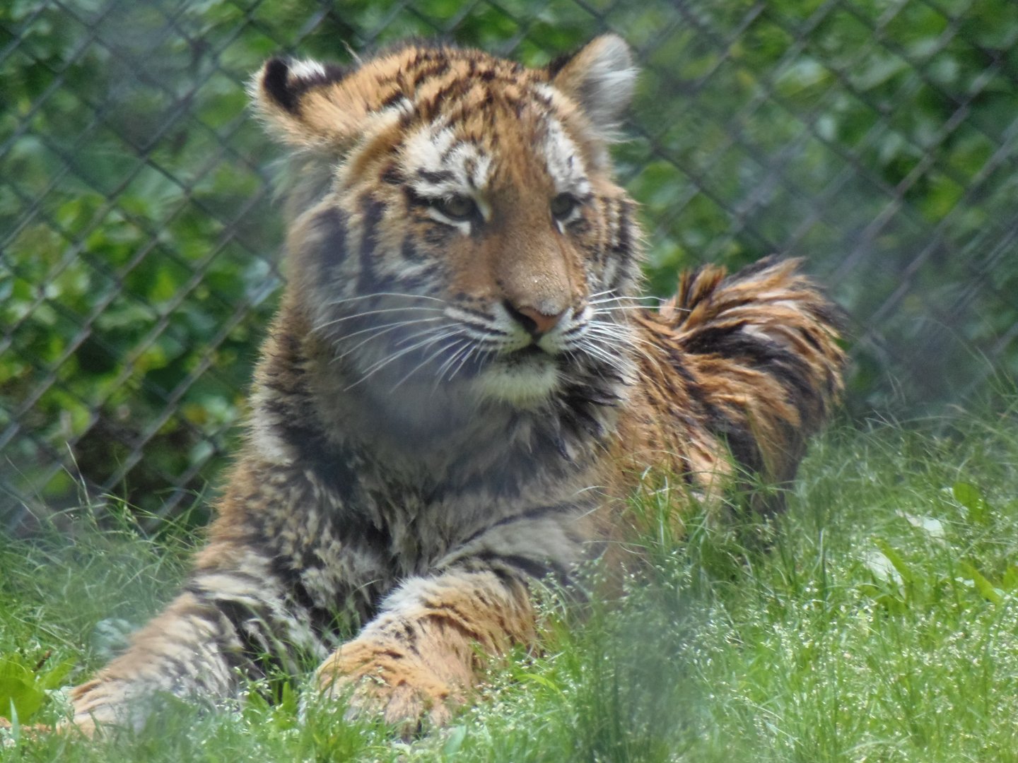 Amur Tiger Cub