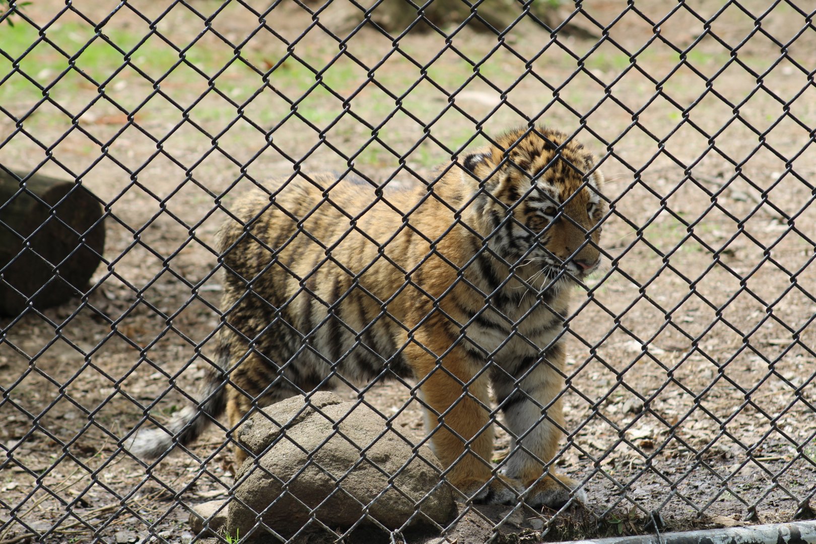 Amur Tiger Cub