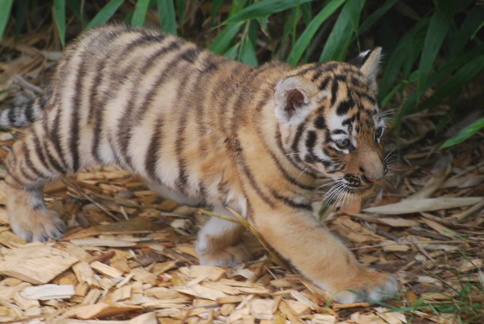 Amur tiger cub