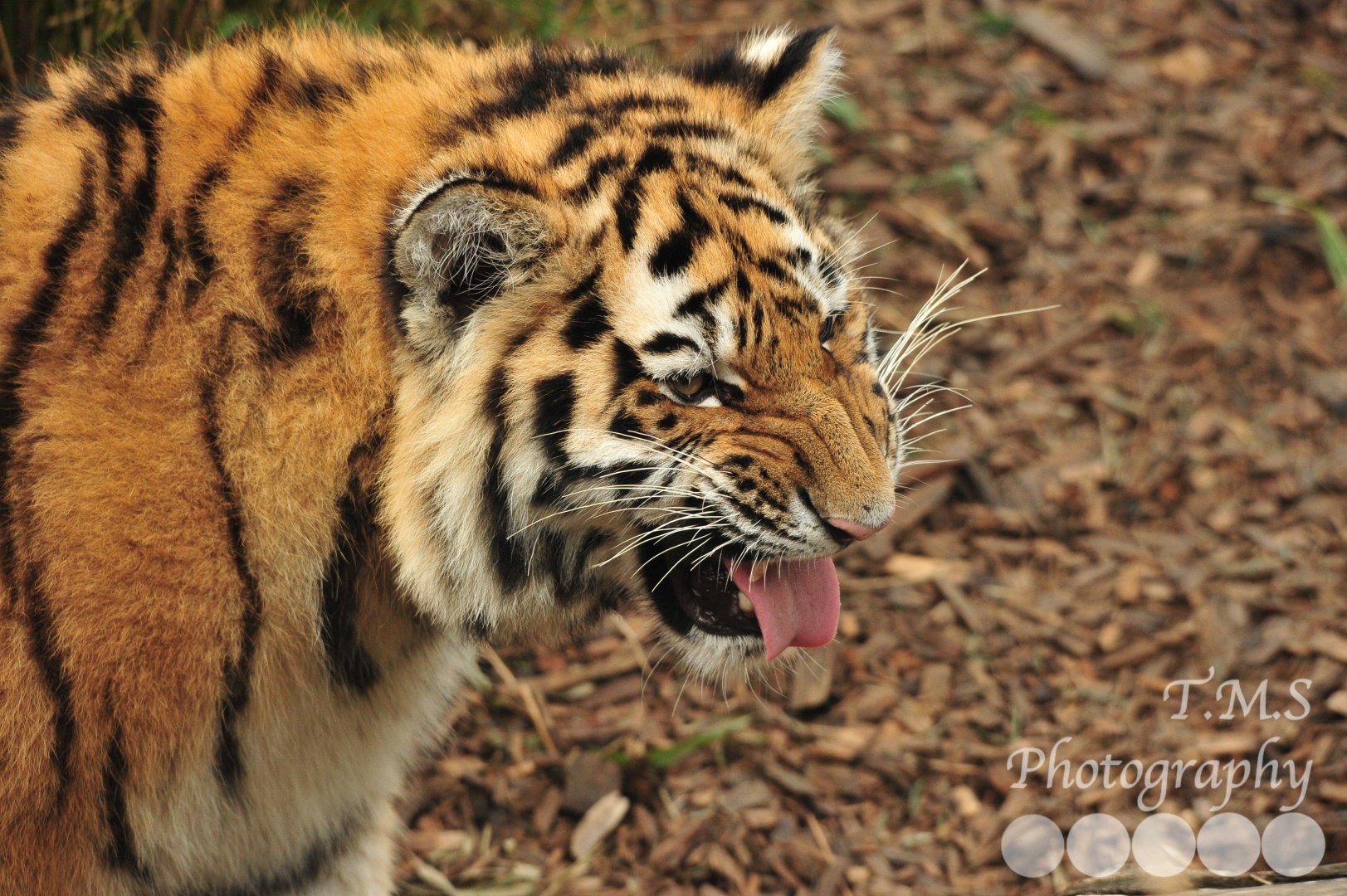 Amur Tiger Cub