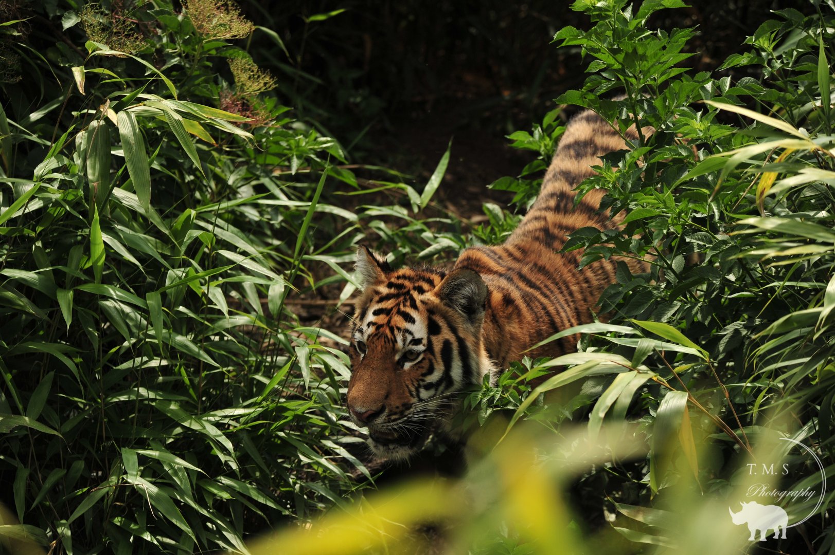 Amur Tiger Cub