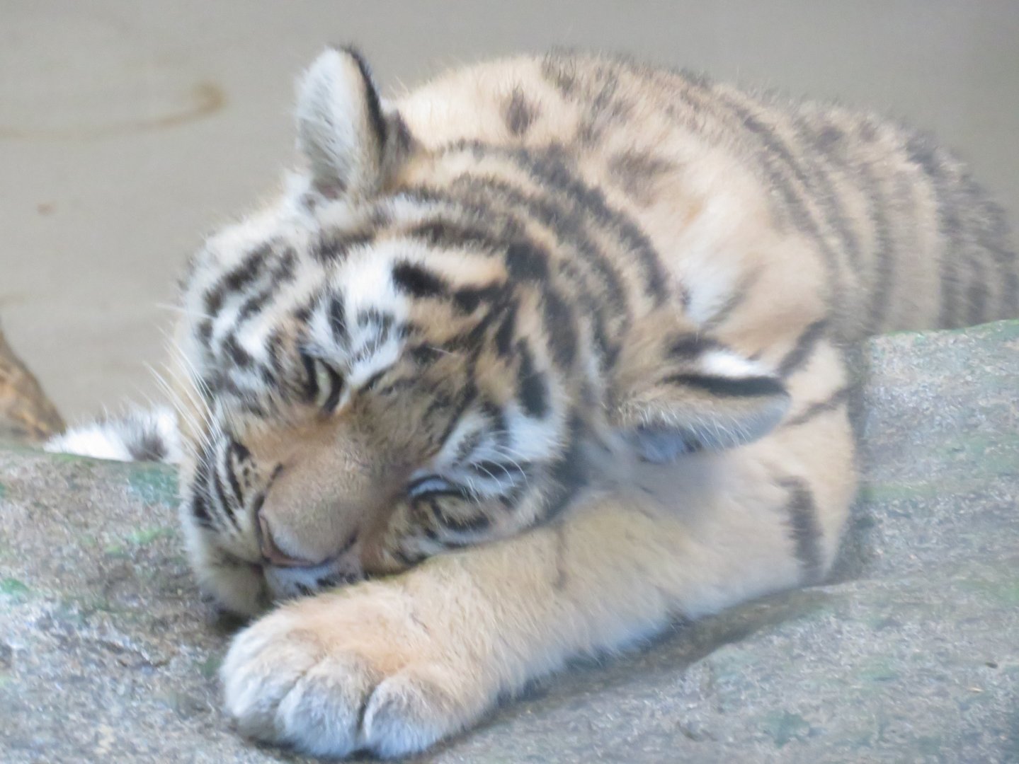 Amur tiger cub