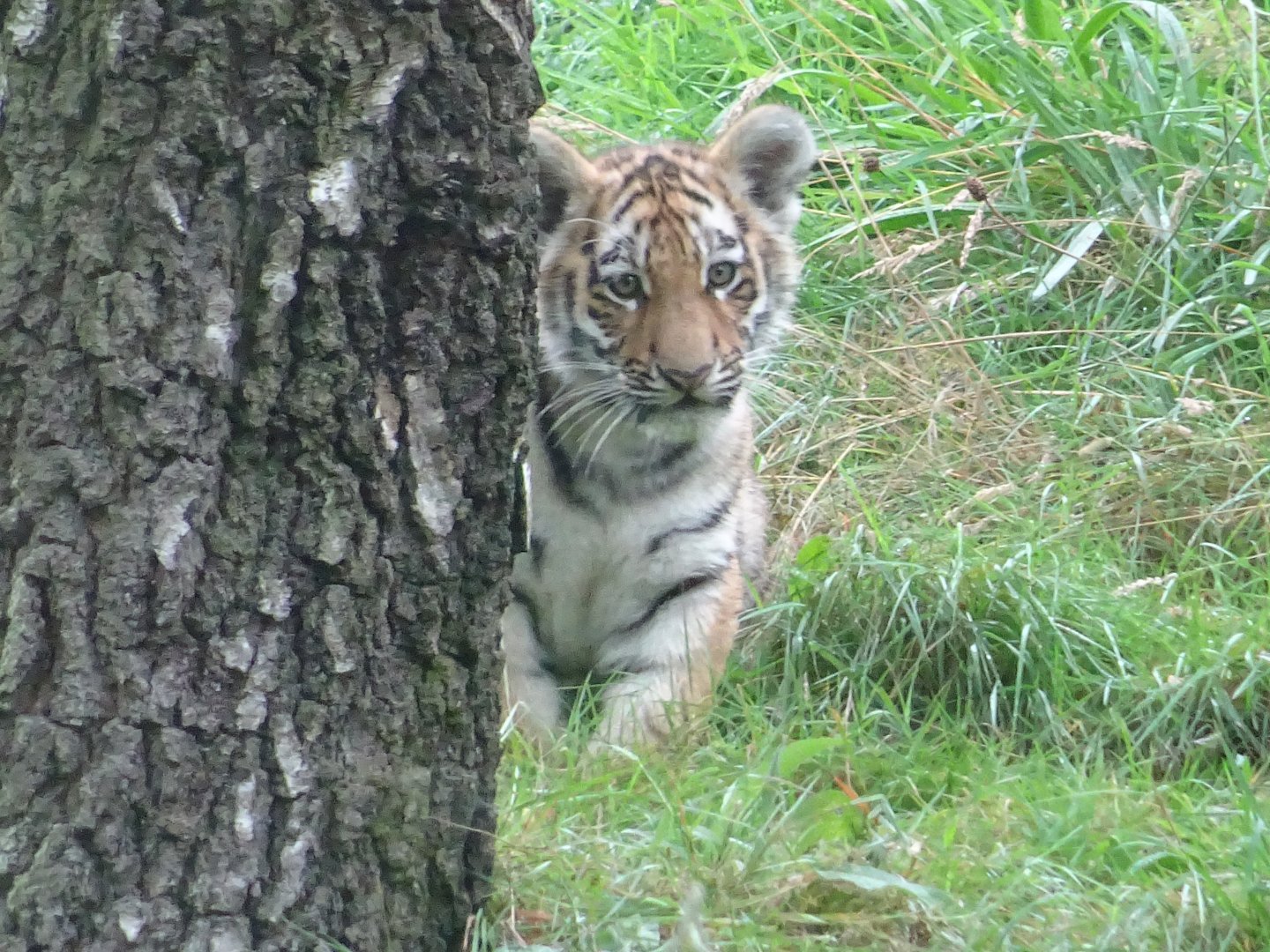 Amur Tiger Cub
