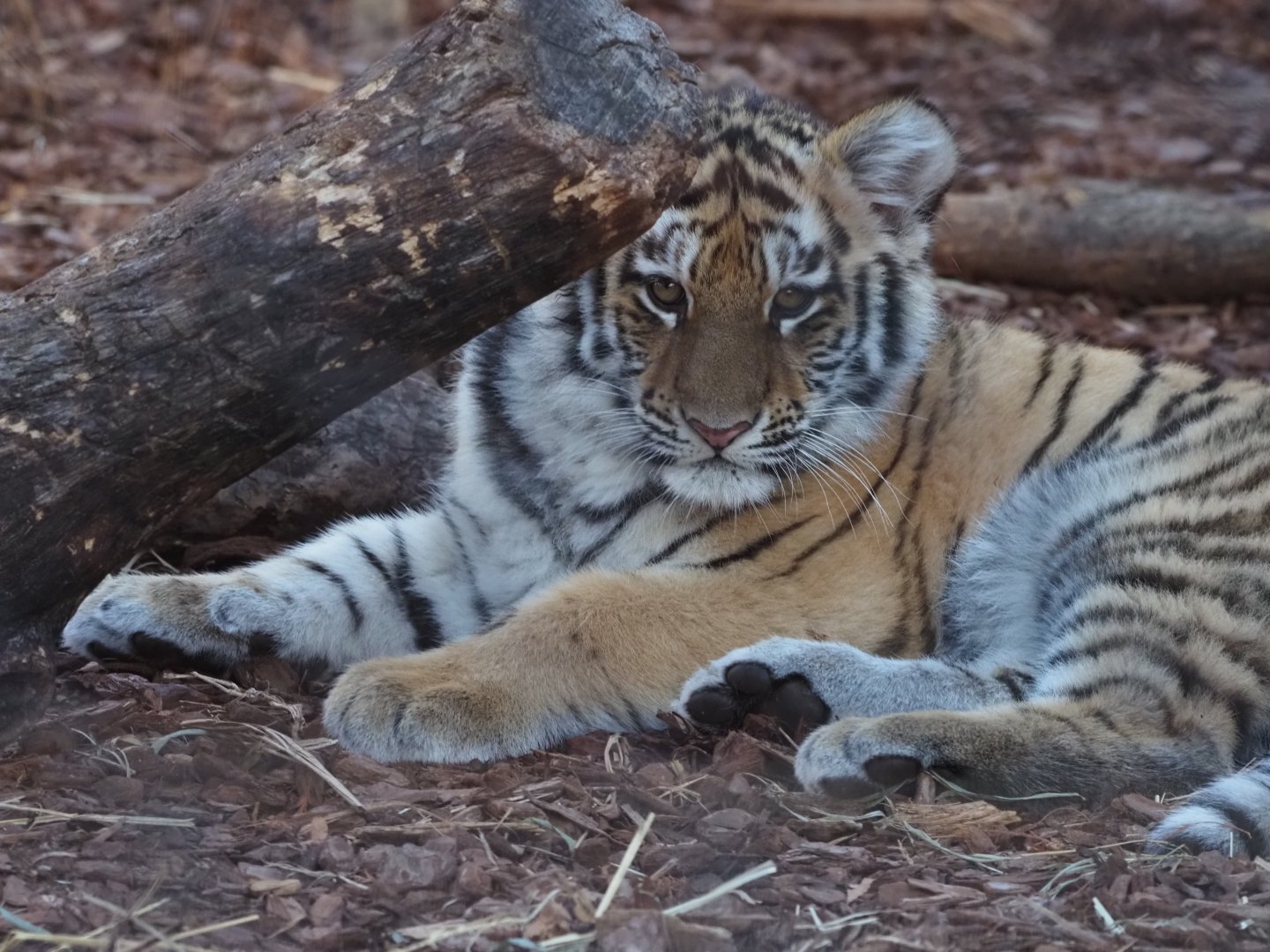 Amur Tiger Cub