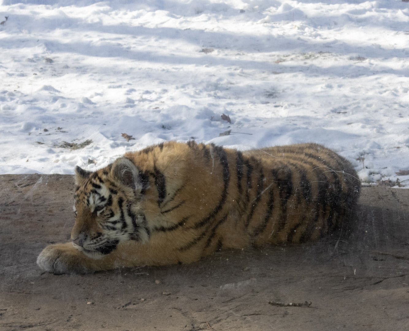 Amur Tiger Cub