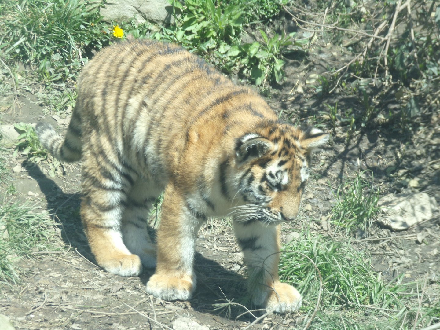 Amur Tiger Cub