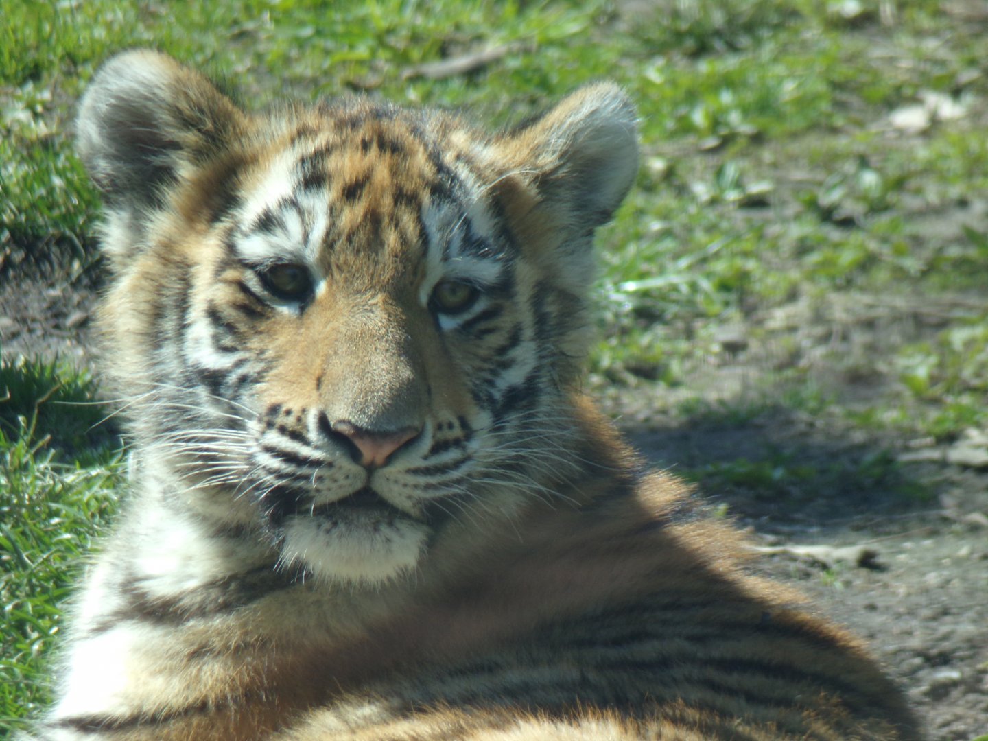Amur Tiger cub