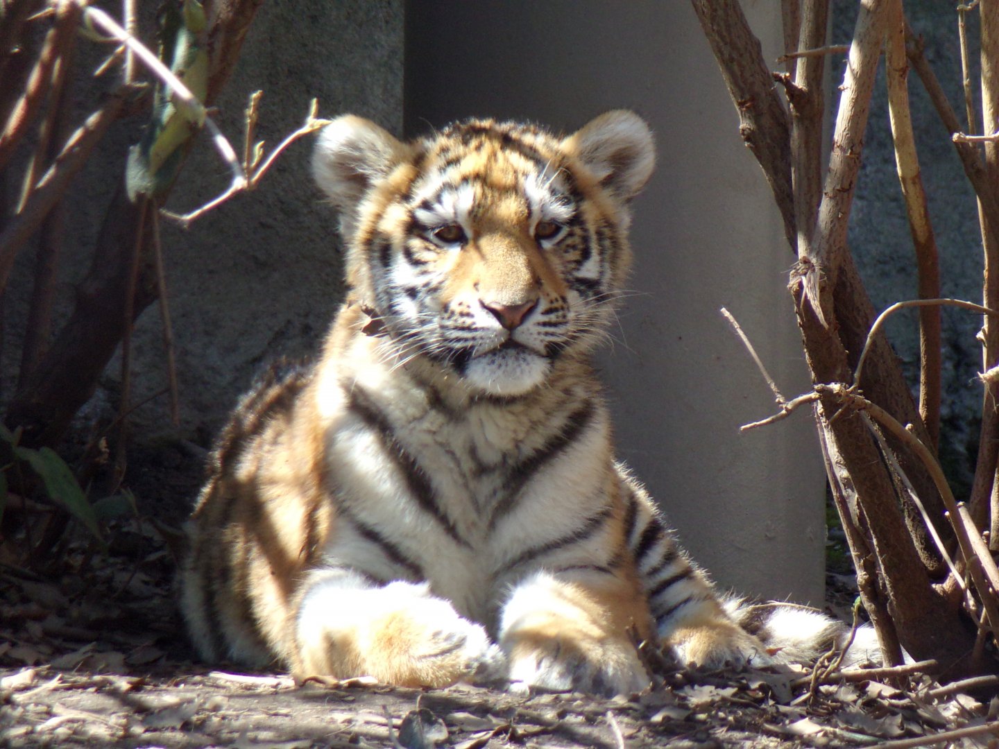 Amur Tiger cub