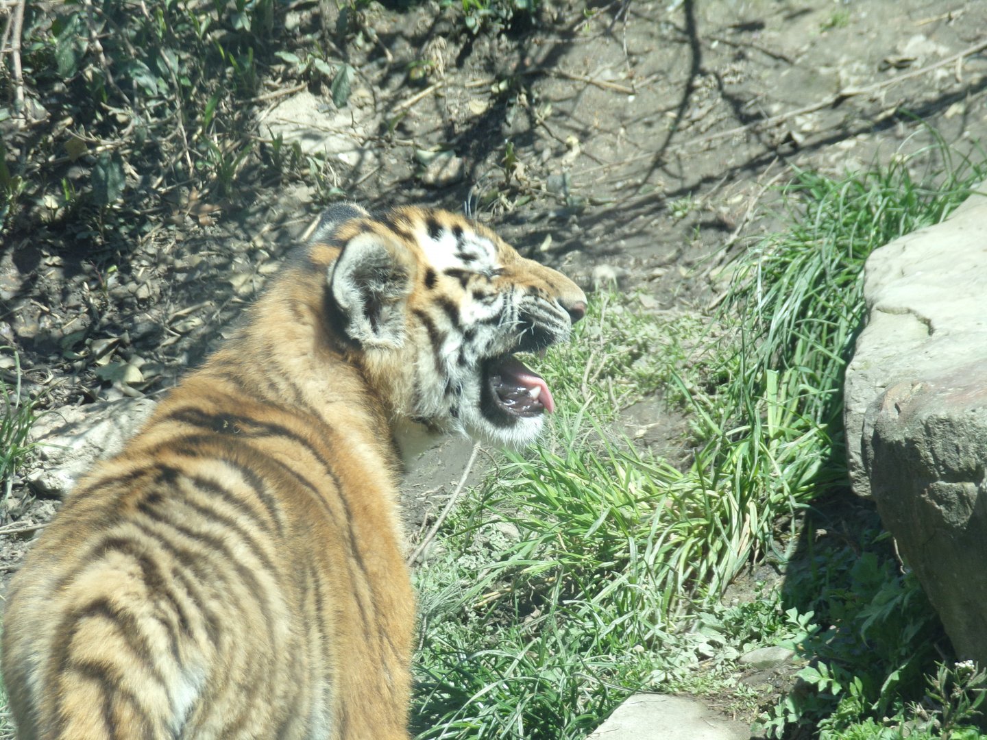 Amur Tiger cub