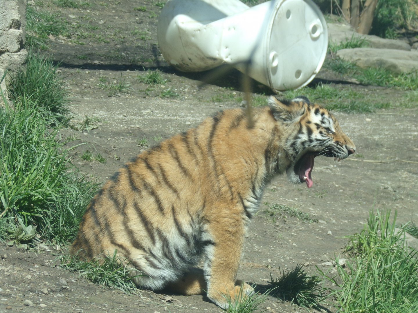Amur Tiger cub