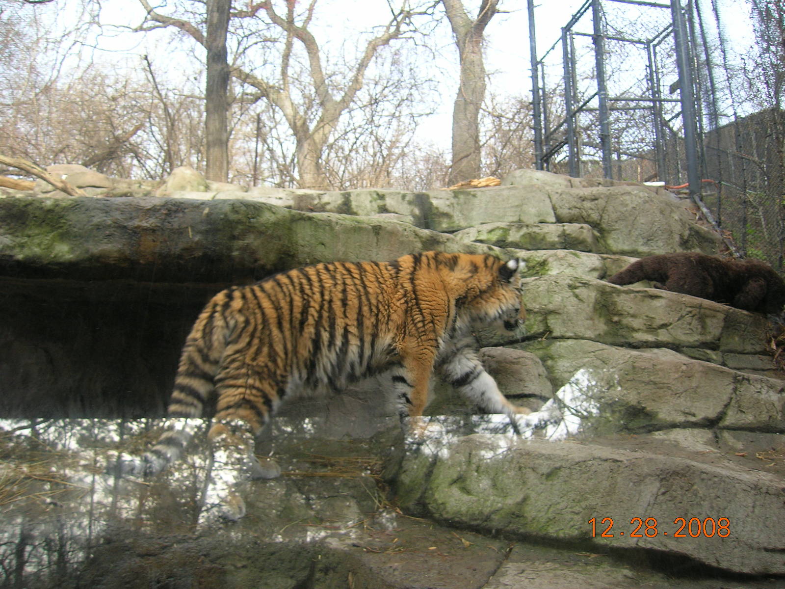 Amur Tiger Cub