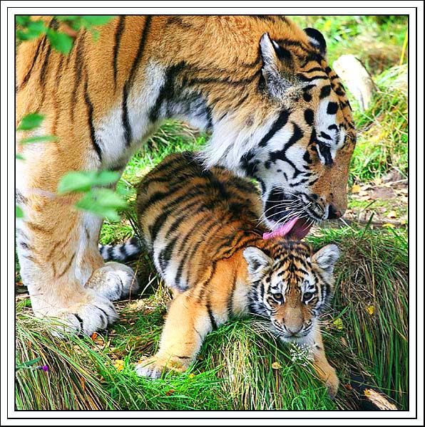 amur tiger & cub