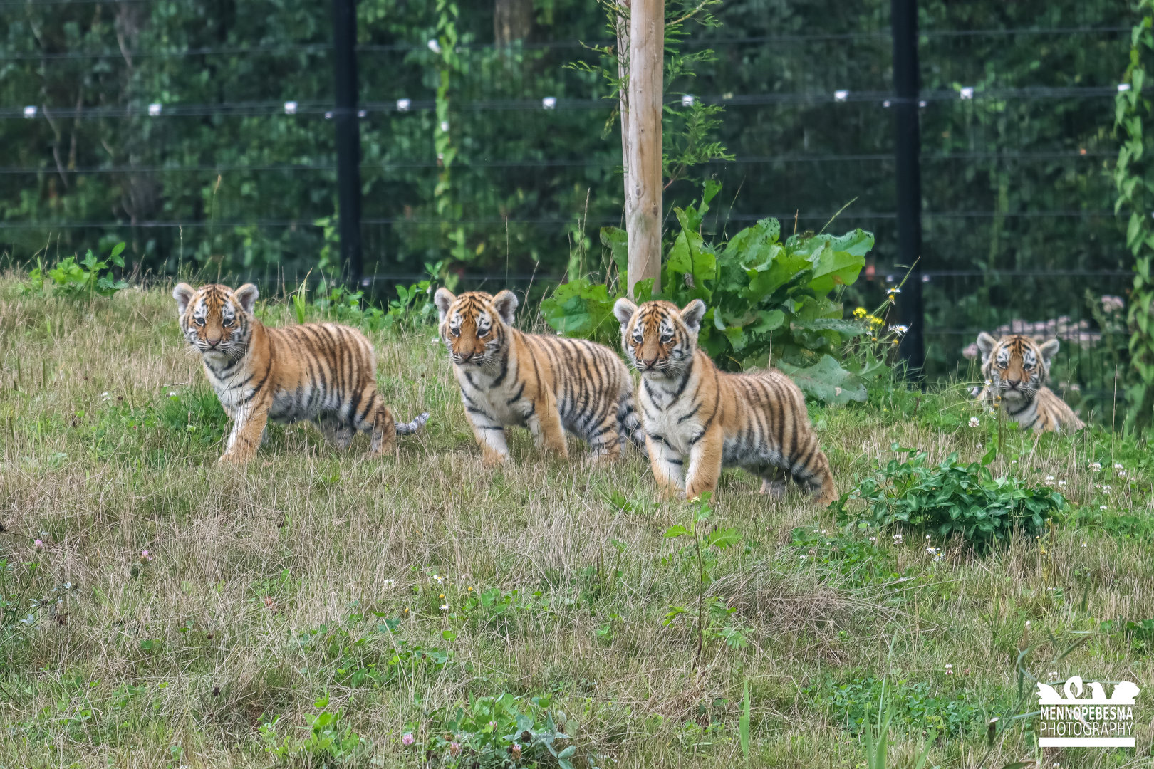 Amur tiger cubs (10 weeks old) (Panthera tigris altaica)