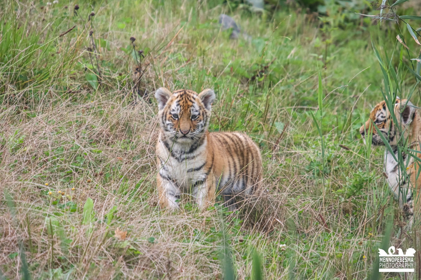 Amur tiger cubs (10 weeks old) (Panthera tigris altaica)