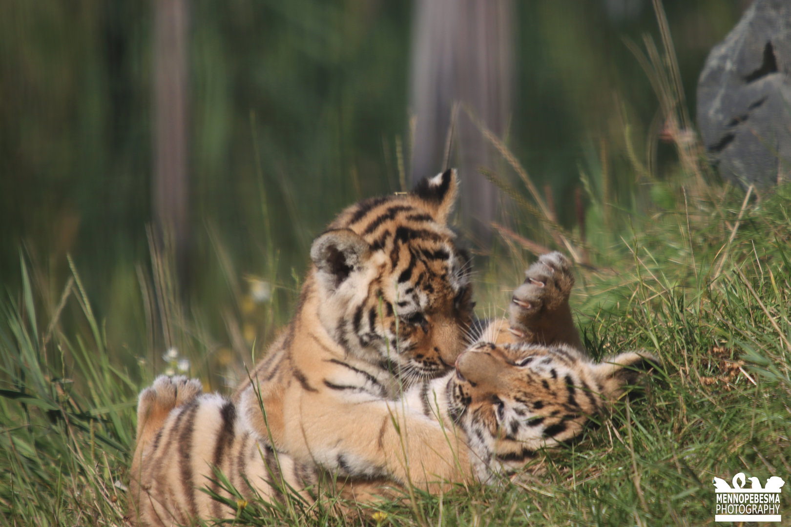 Amur tiger cubs (9 weeks old) (Panthera tigris altaica)