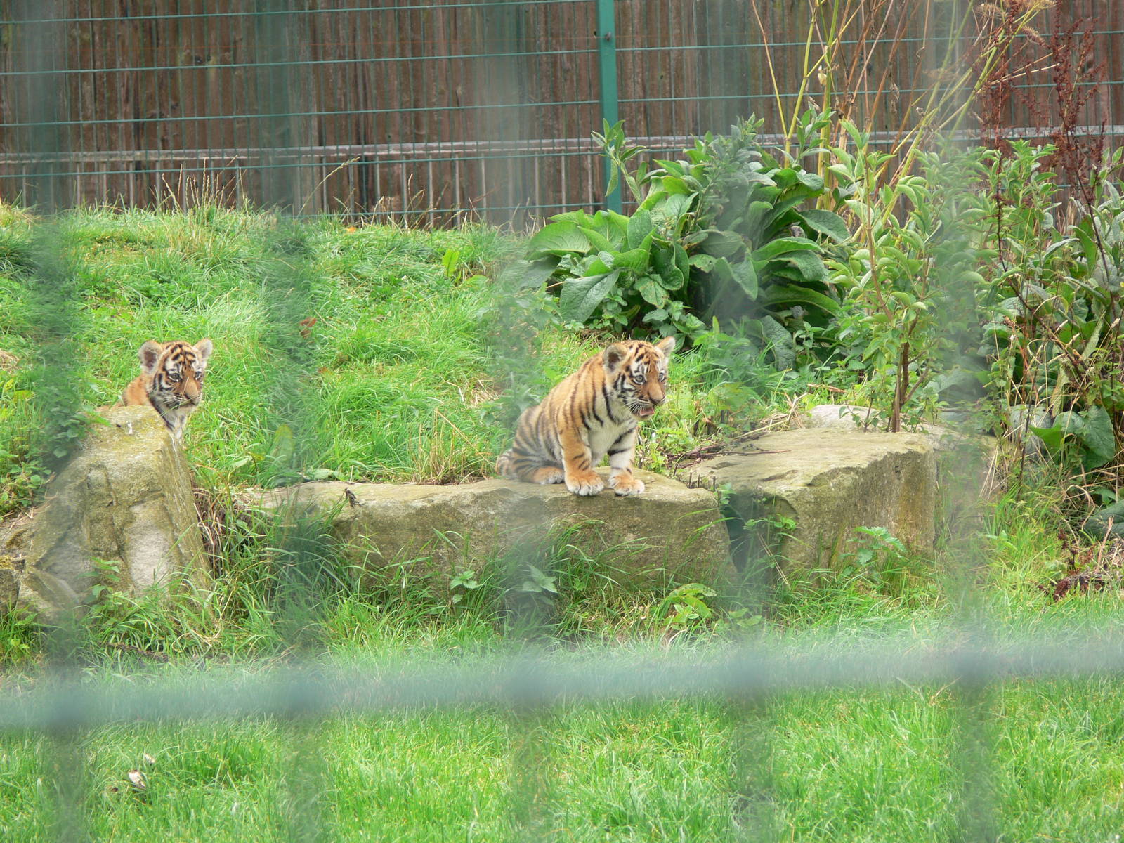 Amur Tiger cubs at Blackpool Zoo, 16/08/14