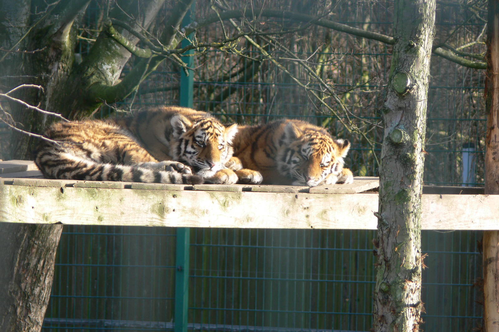 Amur Tiger Cubs at Blackpool Zoo, 24/12/14