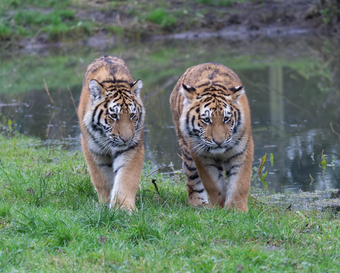 Amur Tiger cubs, Banham zoo, UK