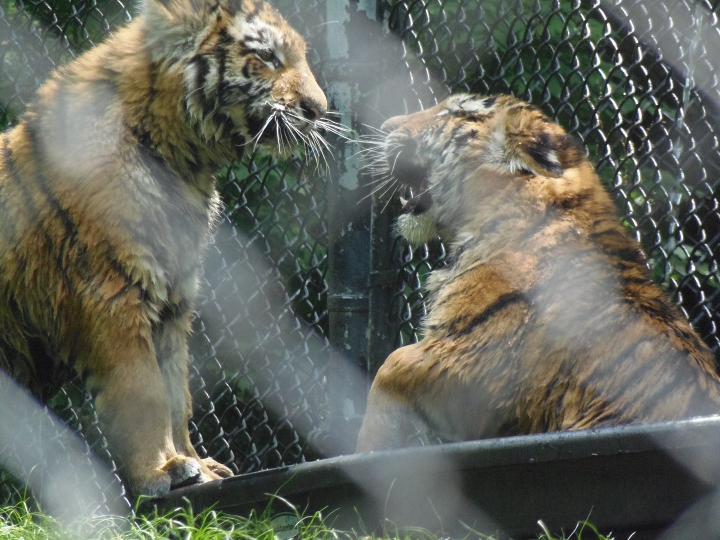Amur Tiger Cubs Playing