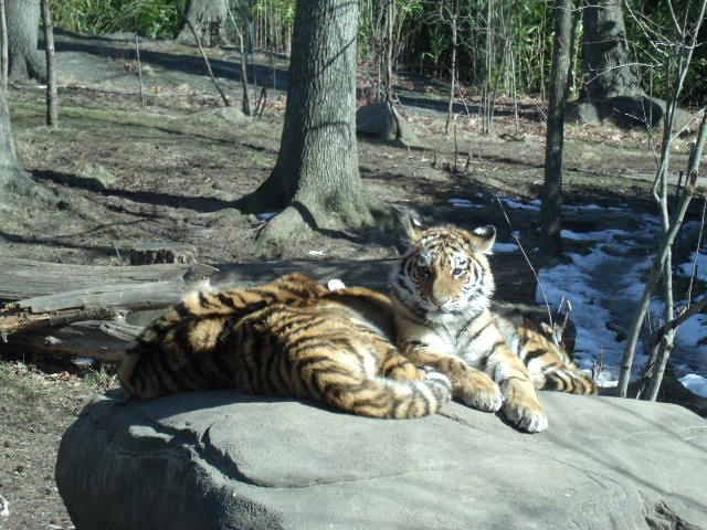 Amur Tiger Cubs