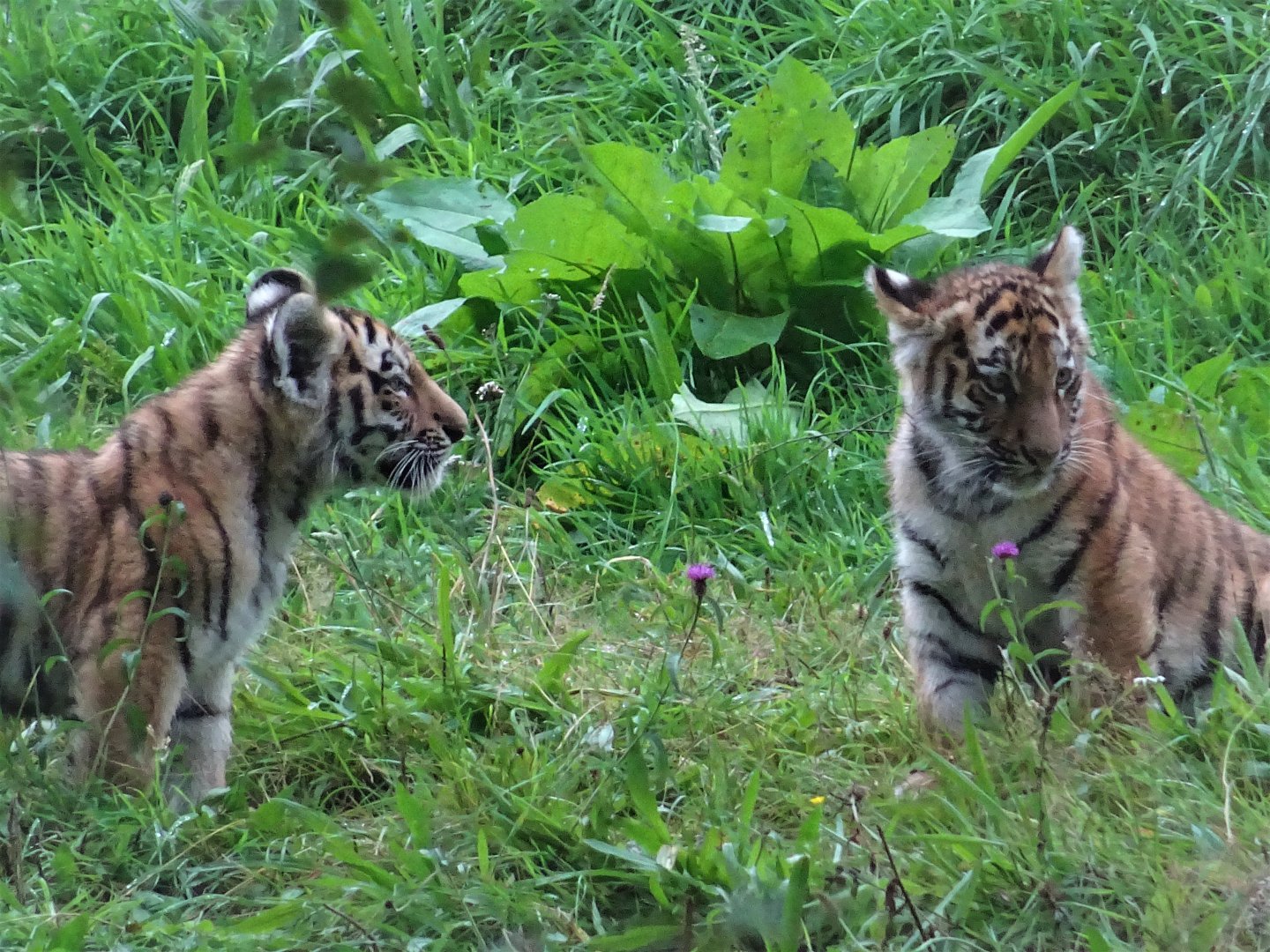 Amur Tiger Cubs