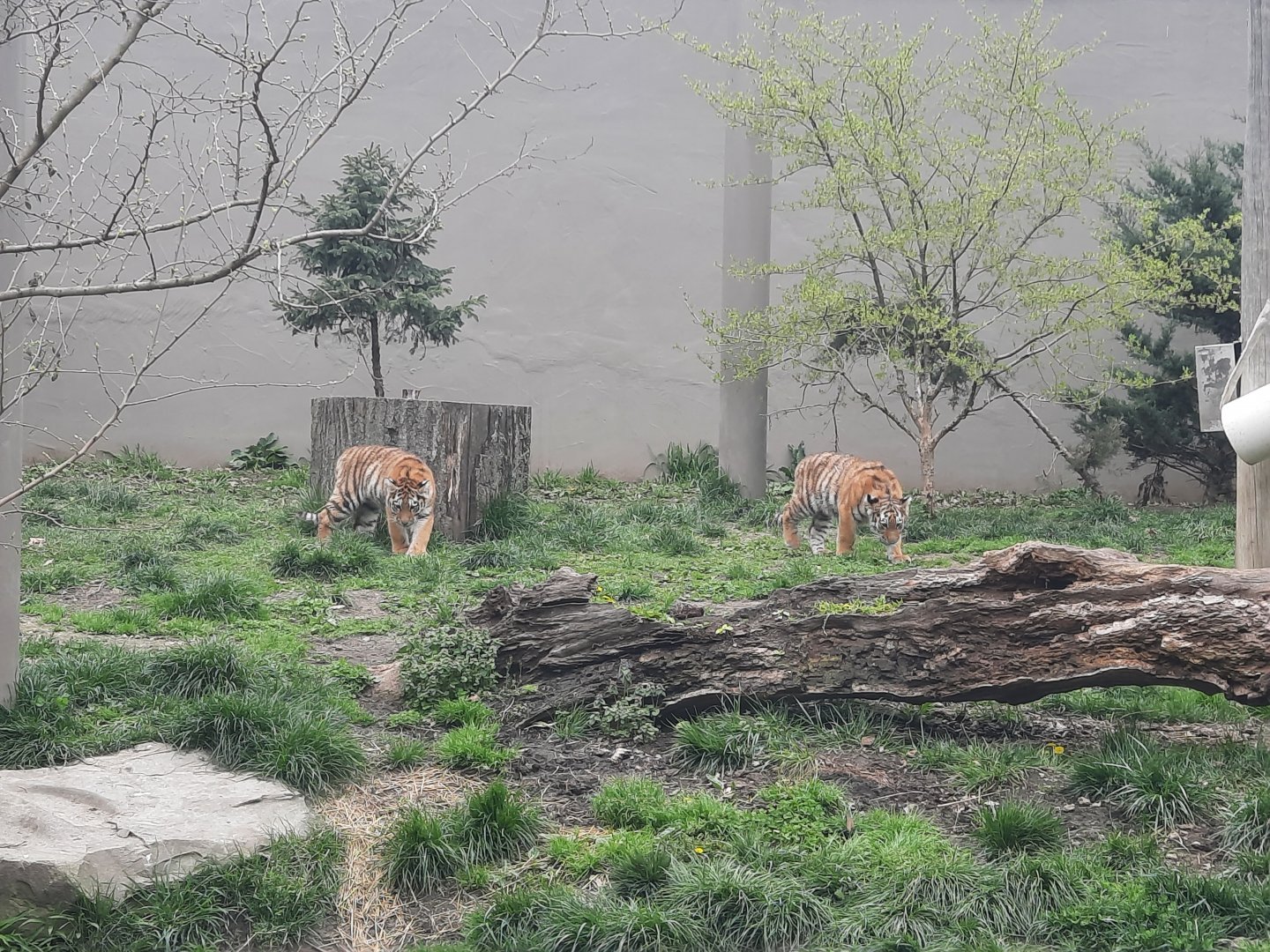 Amur Tiger Cubs