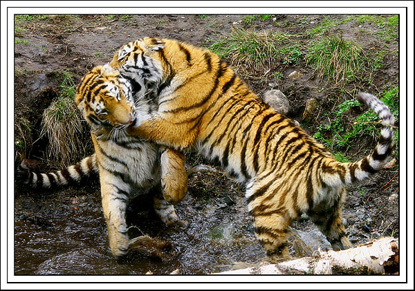 amur tiger cubs