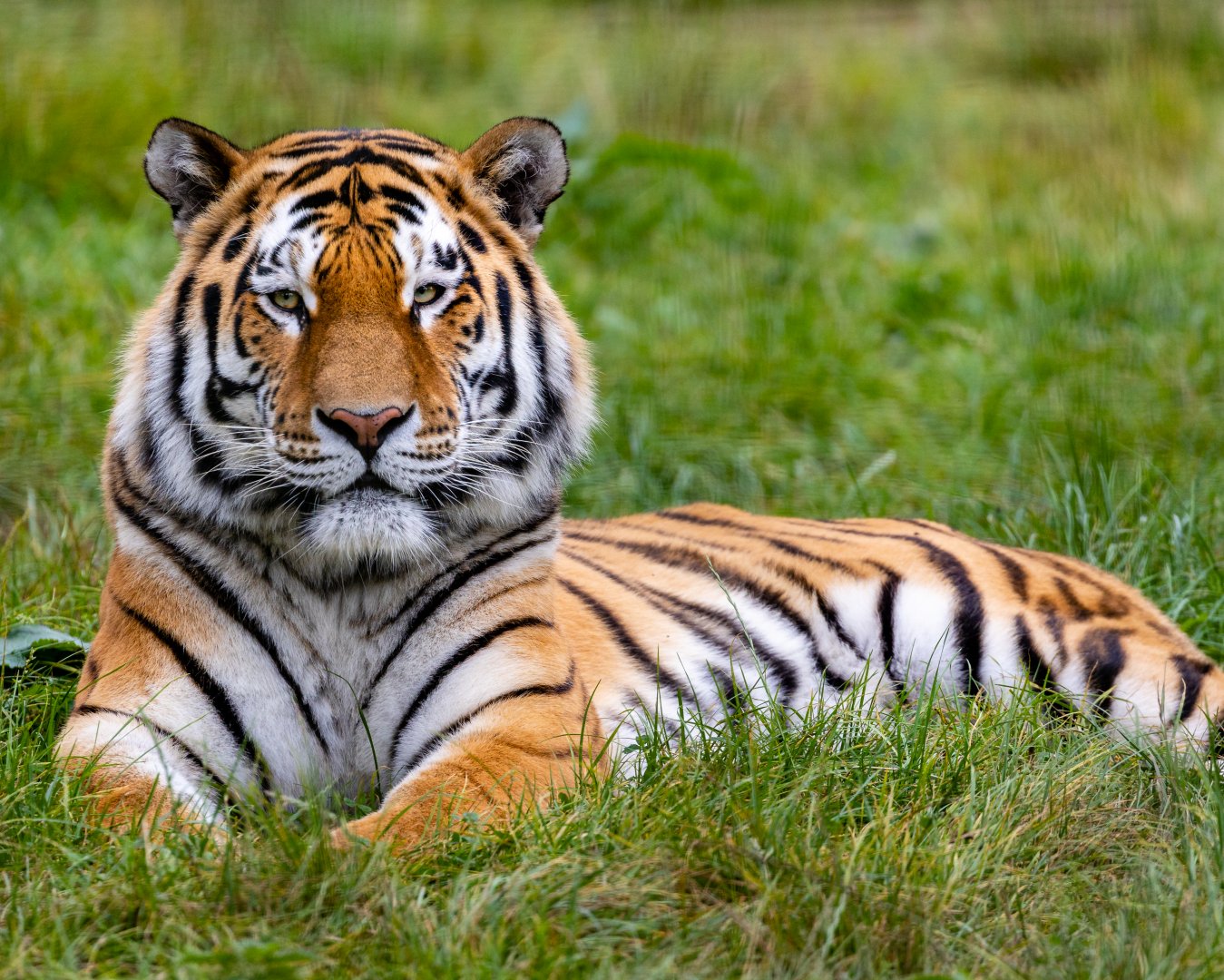Amur Tiger - Czar? / Whipsnade / 17-9-21
