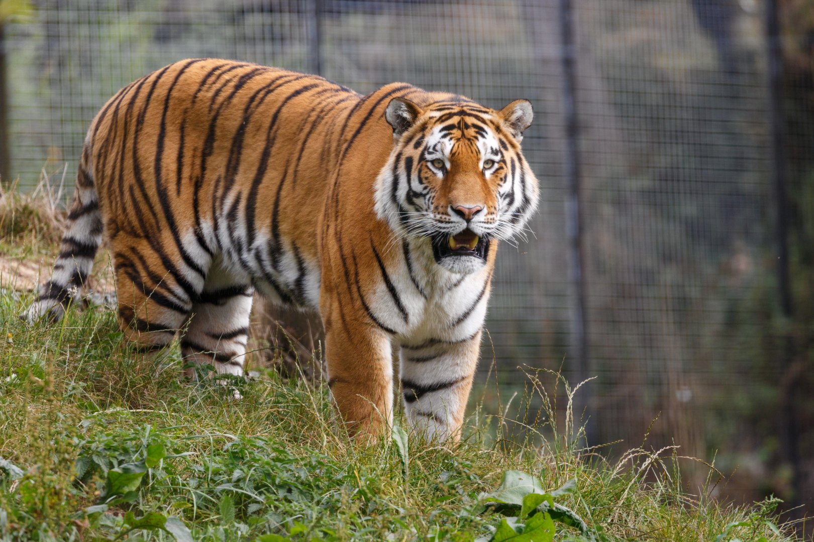 Amur Tiger - Czar?  / Whipsnade / 17-9-21