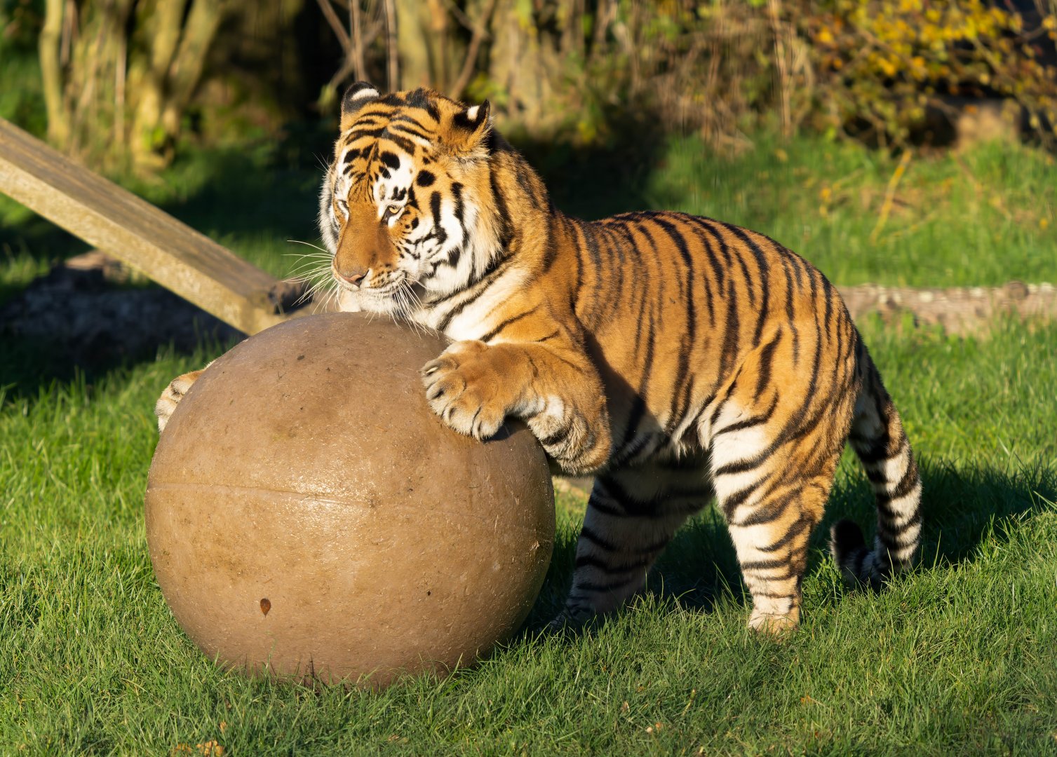 Amur tiger (Czar), ZSL Whipsnade, UK