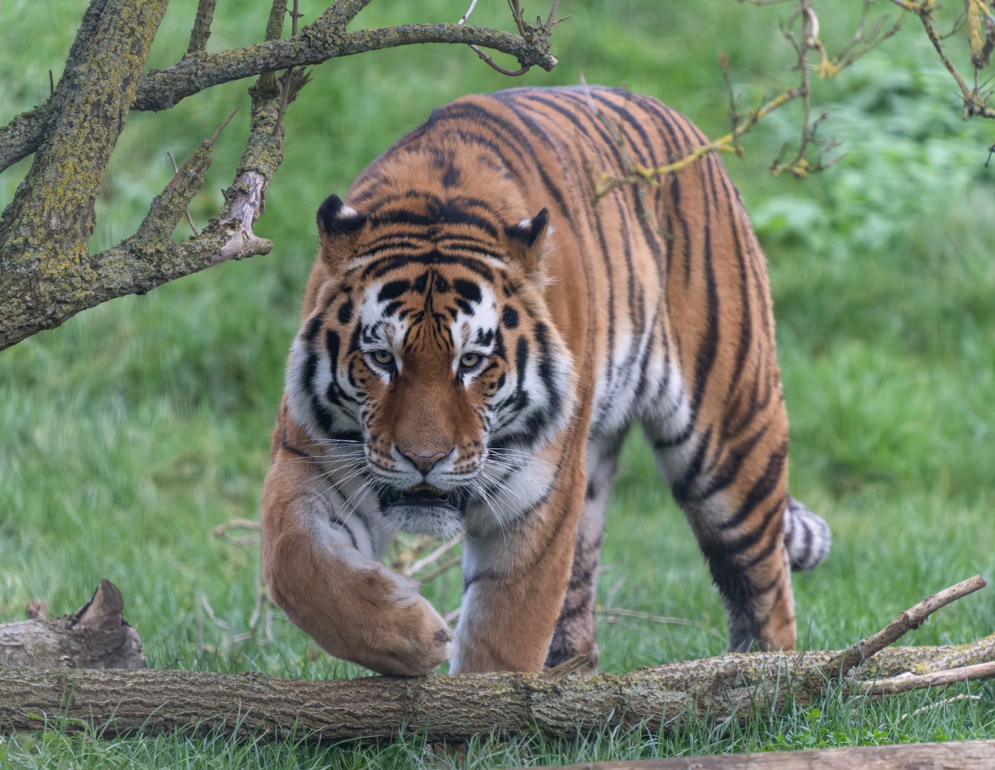 Amur tiger (Czar), ZSL Whipsnade, UK
