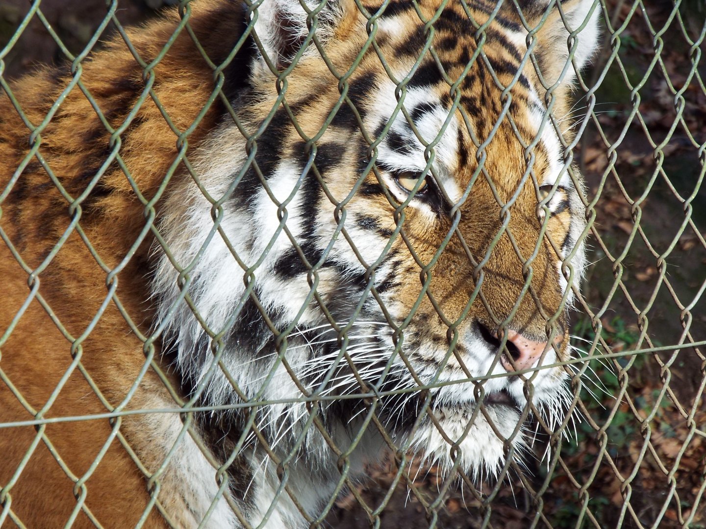 Amur Tiger - Dartmoor Zoo
