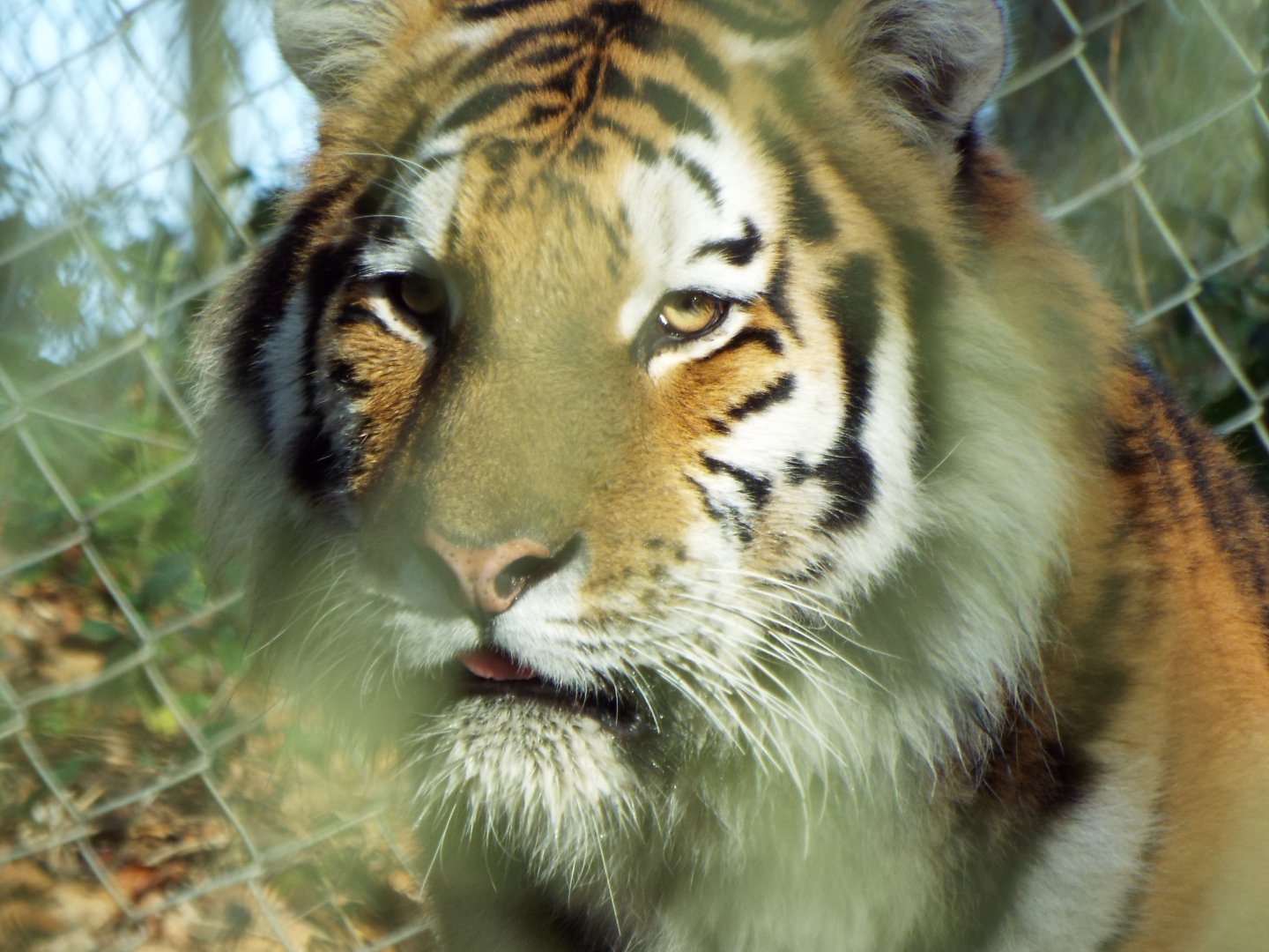 Amur Tiger - Dartmoor Zoo