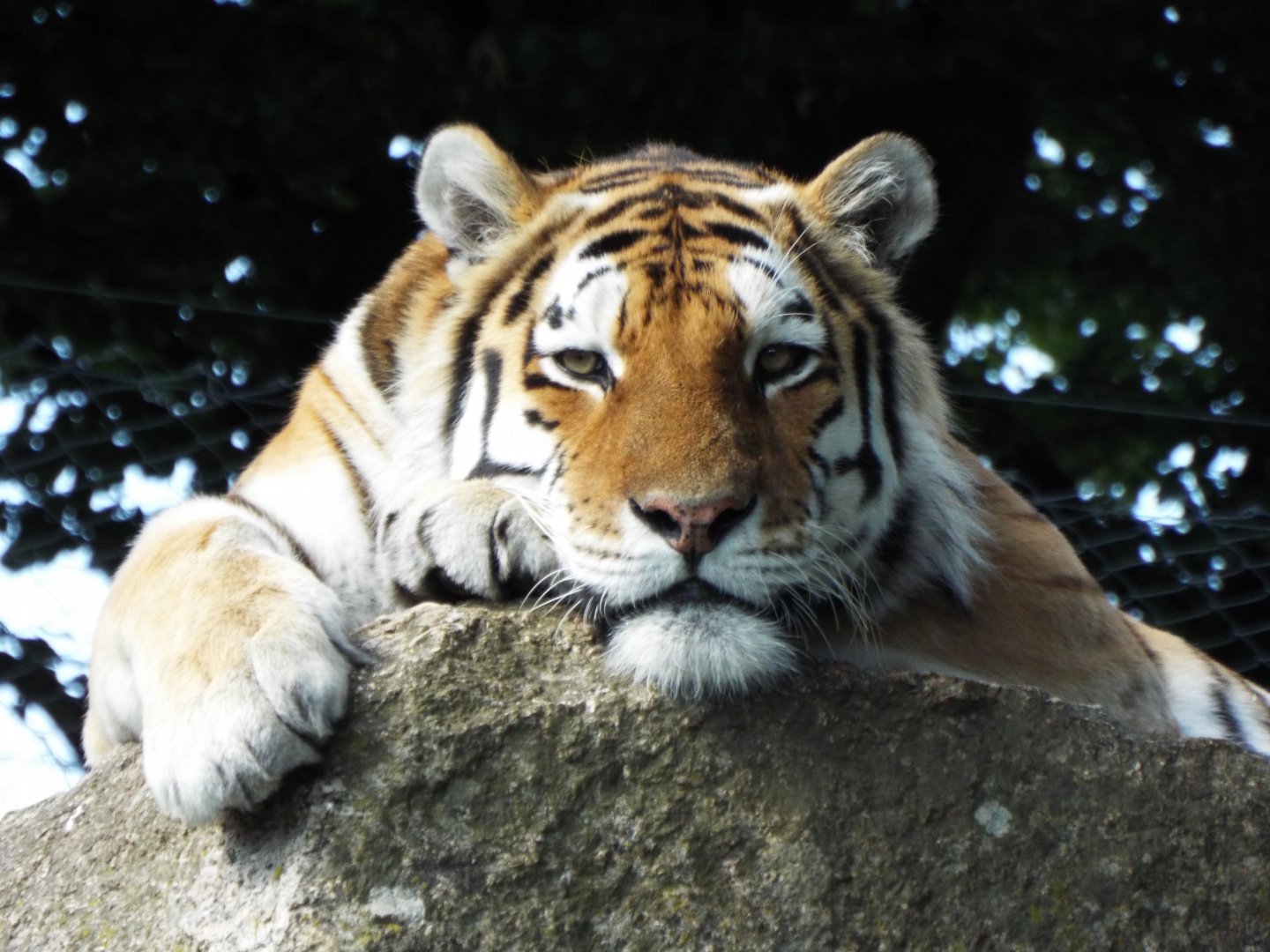 Amur tiger - Dartmoor Zoo