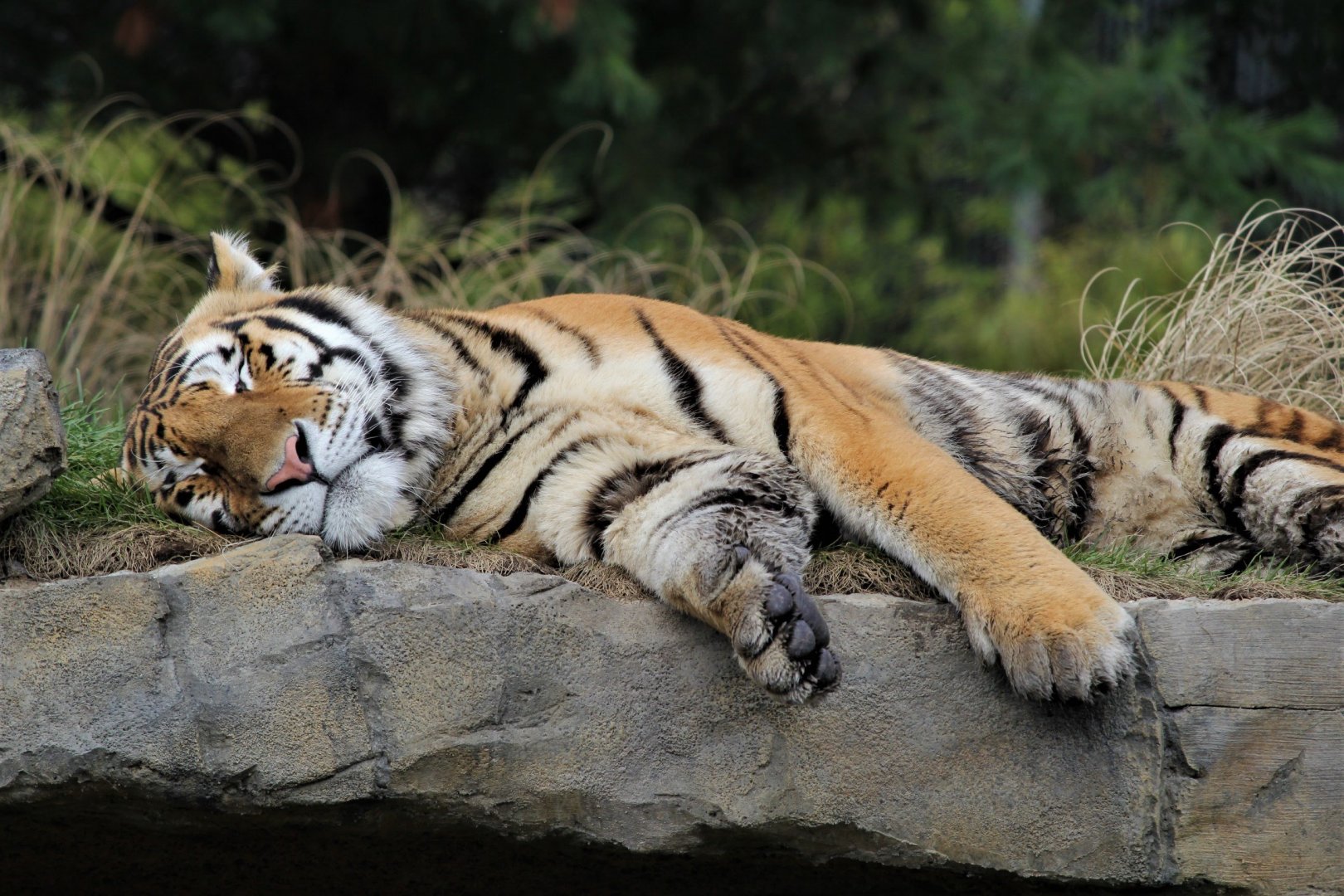 Amur Tiger, Detroit Zoo