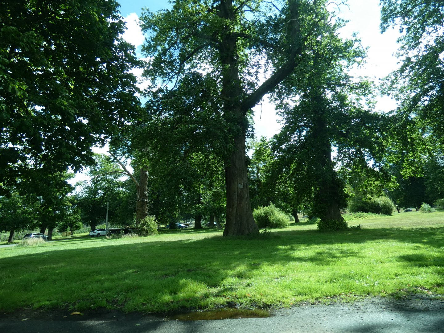 Amur Tiger drive-through enclosure