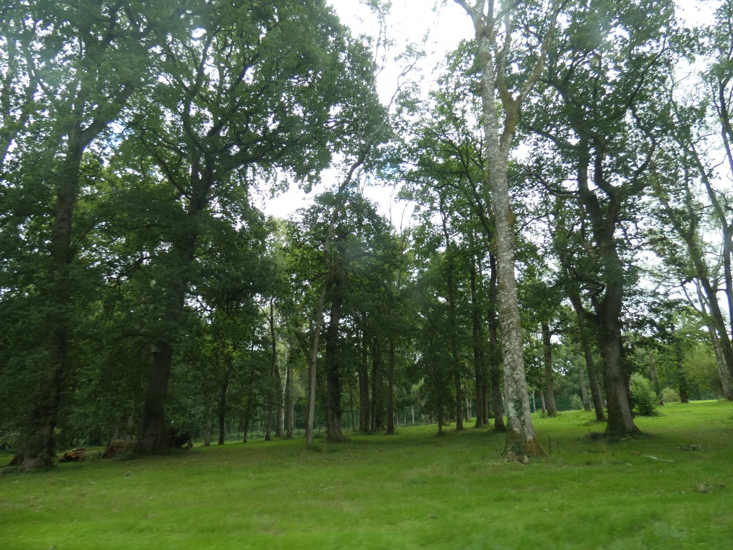 Amur Tiger drive-through exhibit