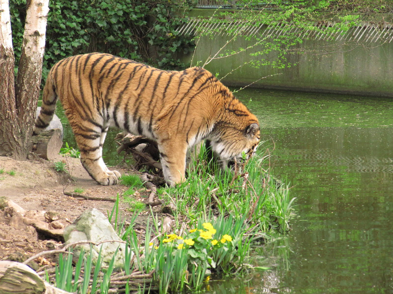 Amur tiger, Duisburg Zoo