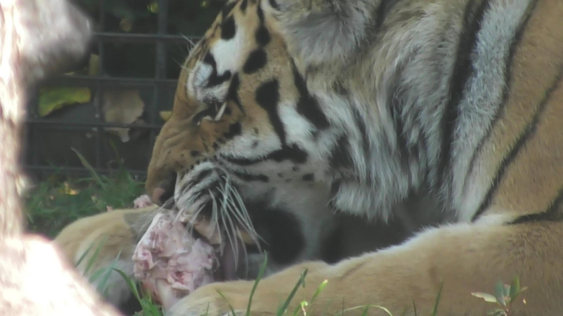 Amur tiger eating a bone