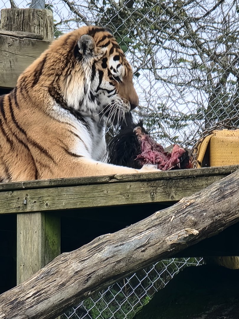 Amur Tiger eating